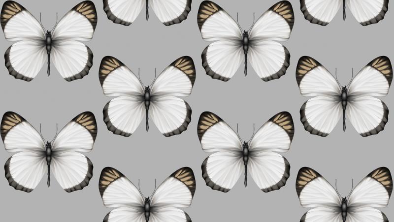 Andrea Rossi Cheradi 54401-6 Andrea Rossi Cheradi 54401-6